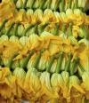 Zucchini blossoms.jpg